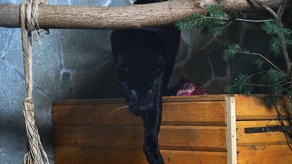 Un jaguar noir a été présenté au grand public au zoo de Saint-Pétersbourg - Sputnik Afrique