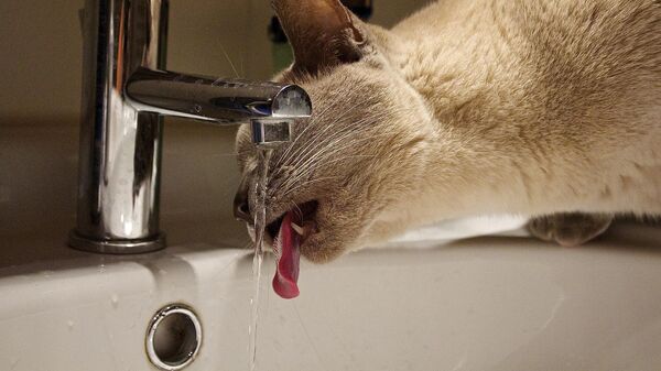 Un chat avec un robinet  - Sputnik Afrique