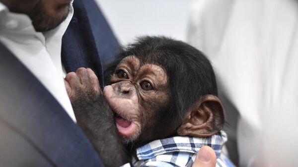 Un bébé chimpanzé (image d'illustration) - Sputnik Afrique