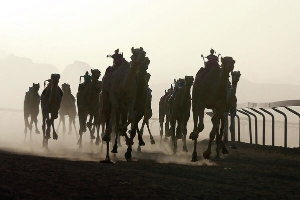 Гонки на верблюдах в Иордании  - Sputnik Afrique