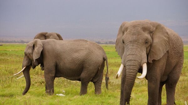 Éléphants au Kenya (archive photo) - Sputnik Afrique