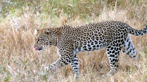 Un léopard - Sputnik Afrique