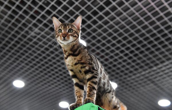 Des chats de races rares et populaires exposés au KoShariki Show de Moscou 2022 - Sputnik Afrique