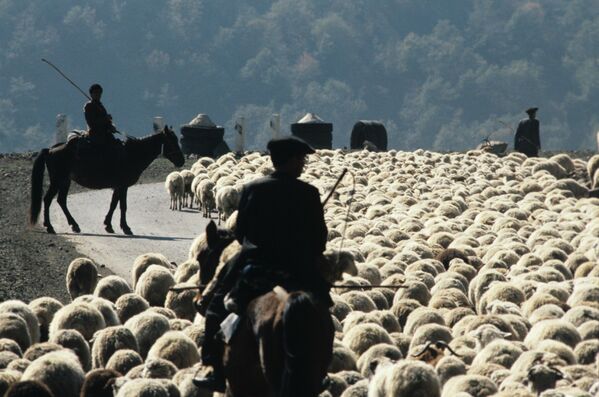 Des bergers déplacent un troupeau de moutons vers de nouveaux pâturages dans la RSS d&#x27;Azerbaïdjan. - Sputnik Afrique