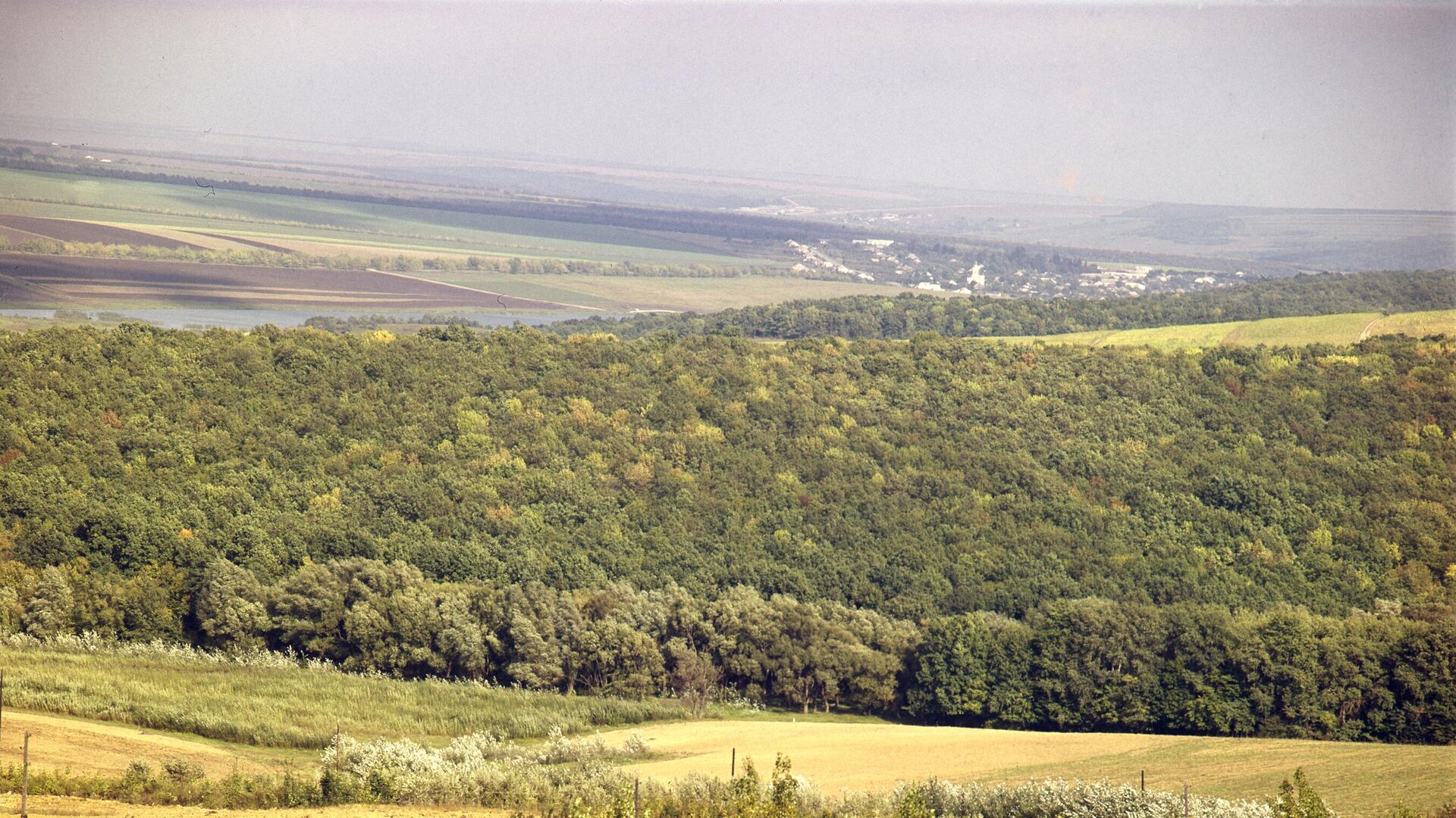Une forêt en Moldavie - Sputnik Afrique, 1920, 15.01.2023