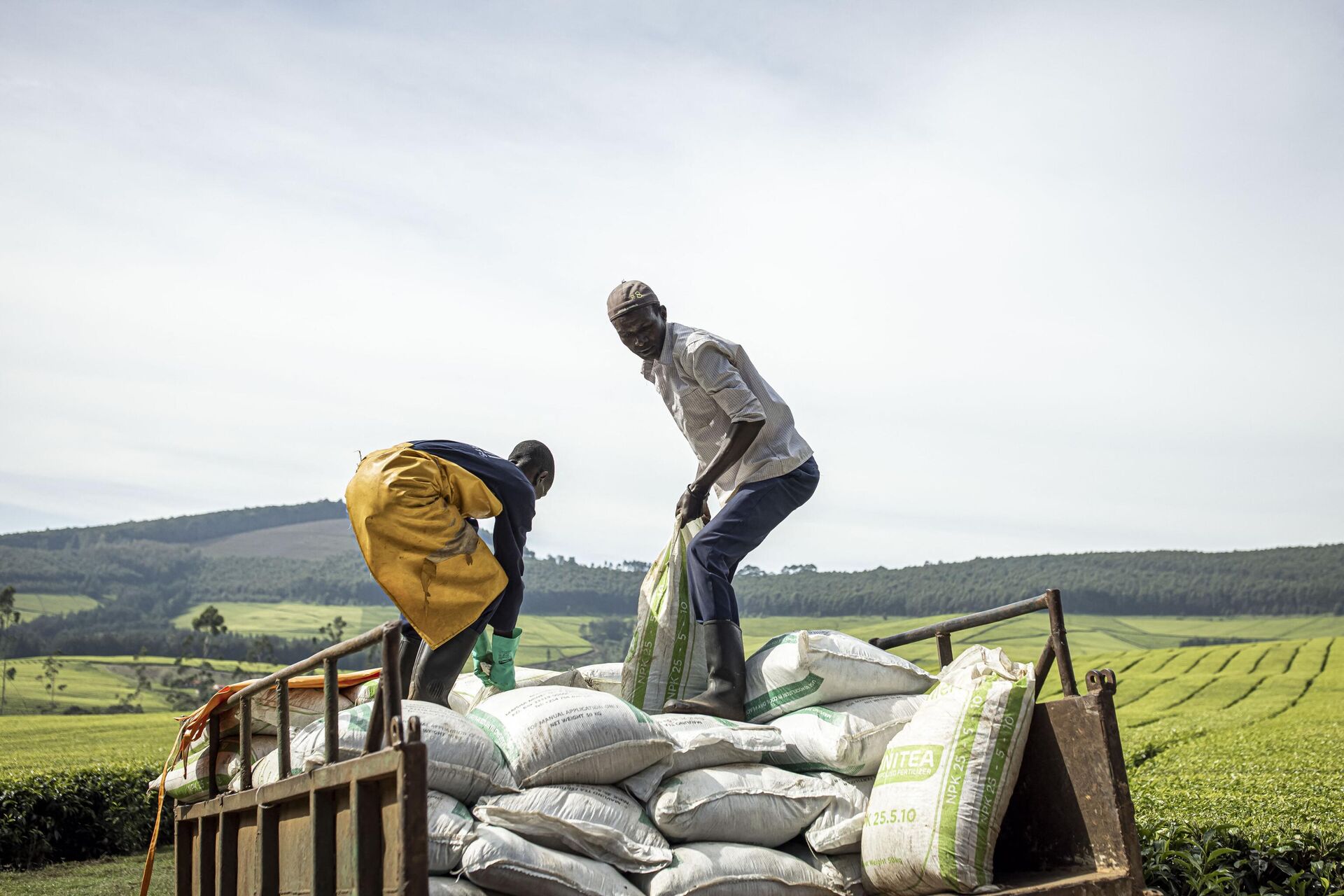 Sasini employees unload bags of fertilizer from a truck at Kipkebe Tea Estate at Kipkebe Tea Estate in Musereita on October 21, 2022. - Sputnik Africa, 1920, 16.12.2022