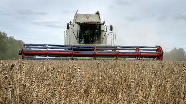 FILE - A harvester collects wheat in the village of Zghurivka, Ukraine, Tuesday, Aug. 9, 2022 - Sputnik Africa