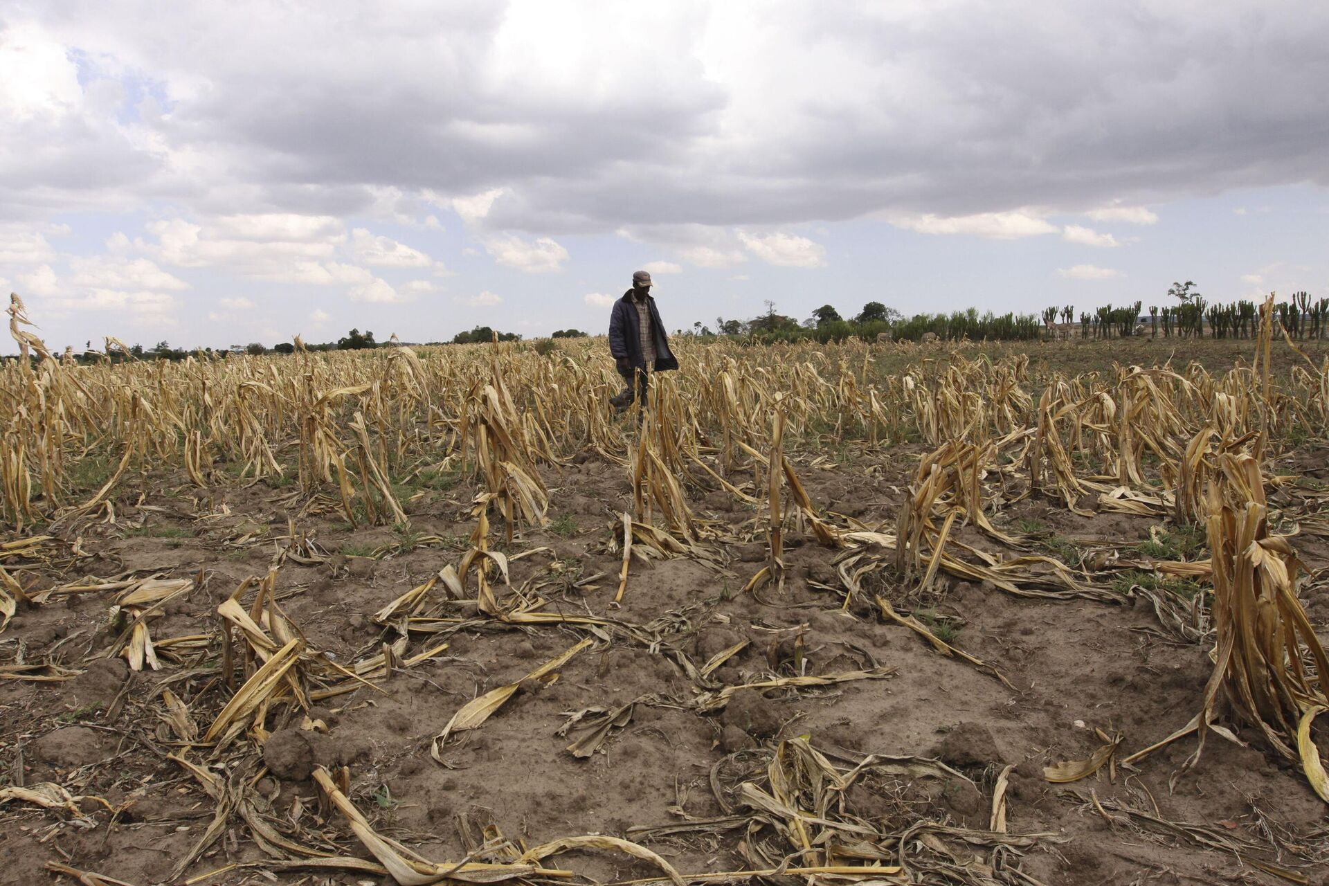 A man walk through a dead maize field due to the drought, Monday, Oct. 5, 2009 near the Mau forest in Kenya.  - Sputnik Africa, 1920, 31.12.2022