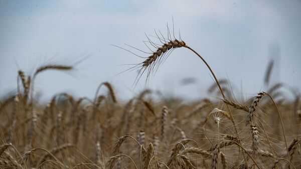 A view shows wheat to be harvested in a field in Zaporozhye region, Ukraine. - Sputnik Africa