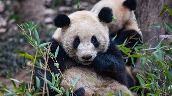 Chinese panda - Sputnik Africa