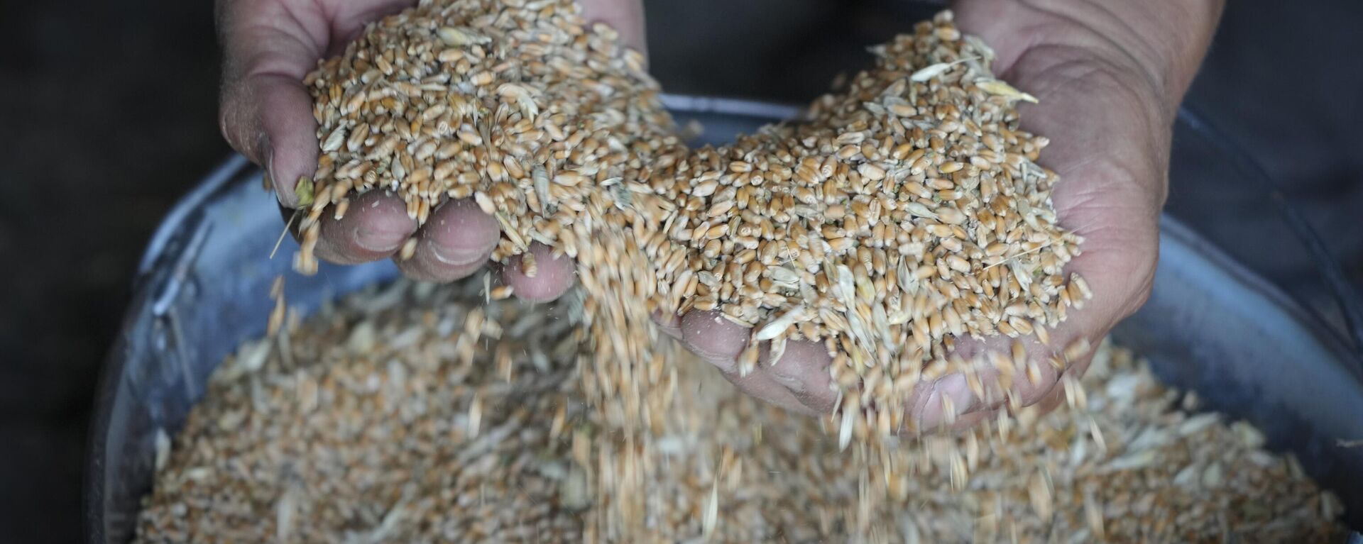 A farmer holds grain in his barn in the village of Ptyche in eastern Donetsk region, Ukraine, Sunday, June 12, 2022 - Sputnik Africa, 1920, 18.07.2024