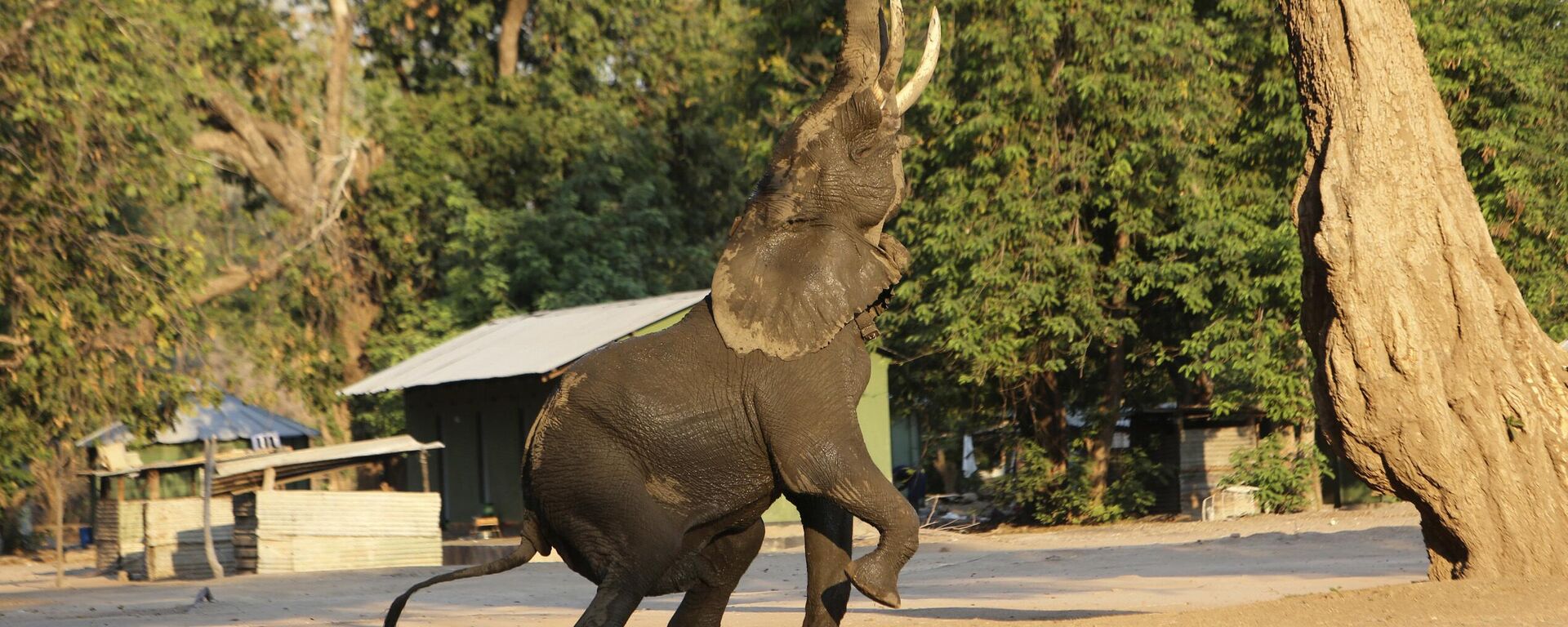 In this Oct, 27, 2019, photo, an elephant feeds on leaves from a tree in Mana Pools National Park, Zimbabwe. Wardens and wildlife lovers are trucking in food to help the distressed animals.  - Sputnik Africa, 1920, 02.05.2023