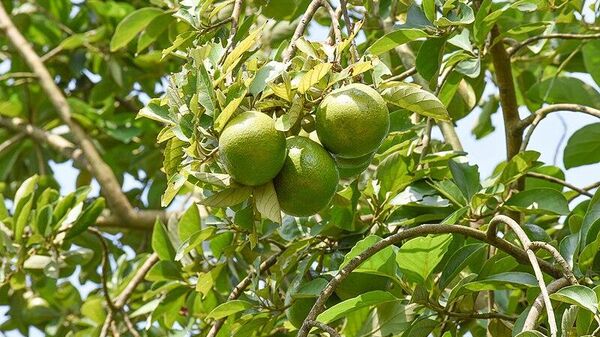 Fifteen years old avocado tree - Sputnik Africa