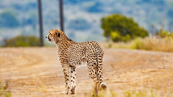African Cheetah - Sputnik Africa