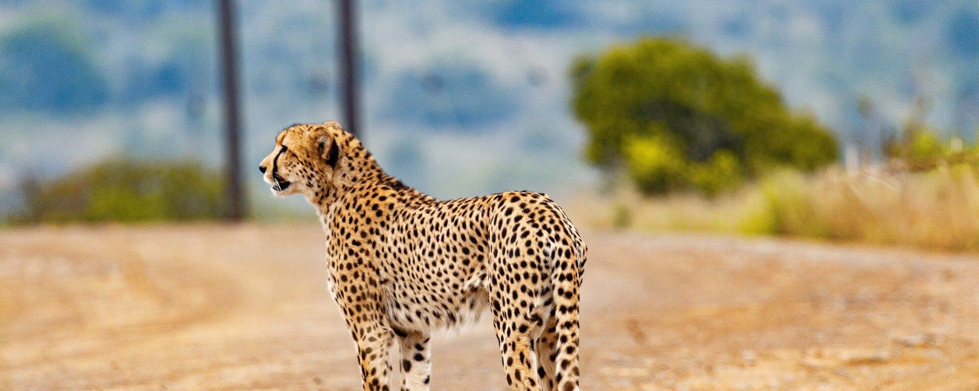 African Cheetah - Sputnik Africa, 1920, 10.05.2023