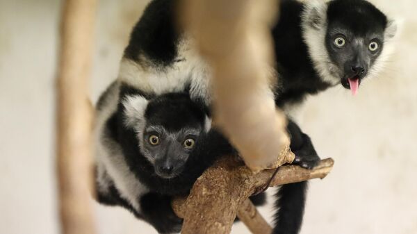 Two babies of critically endangered white-belted ruffed lemurs sit on a branch at their enclosure at the Prague zoo, Czech Republic, Friday, June 8, 2018. David Vala, chief primate curator at the park says the three lemurs that were born on April 22, have been doing well. He says: We already have the most difficult period behind us.  - Sputnik Africa