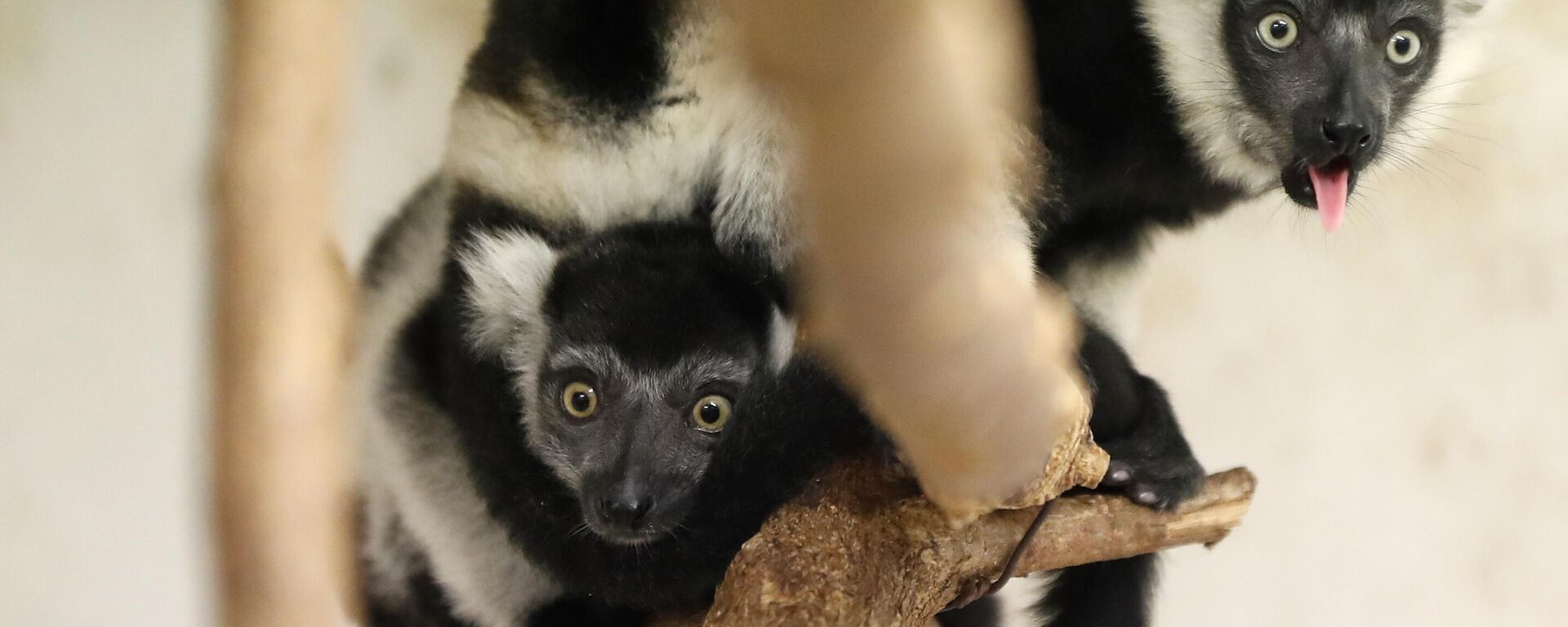 Two babies of critically endangered white-belted ruffed lemurs sit on a branch at their enclosure at the Prague zoo, Czech Republic, Friday, June 8, 2018. David Vala, chief primate curator at the park says the three lemurs that were born on April 22, have been doing well. He says: We already have the most difficult period behind us.  - Sputnik Africa, 1920, 11.05.2023