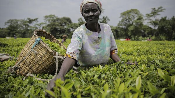 A woman picks tea leaves in Chepsonoi, Nandi county, in western Kenya Saturday, Aug. 13, 2022. - Sputnik Africa