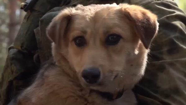 Alba le chien adopté par des artilleurs russes dans le Donbass (archive photo) - Sputnik Afrique
