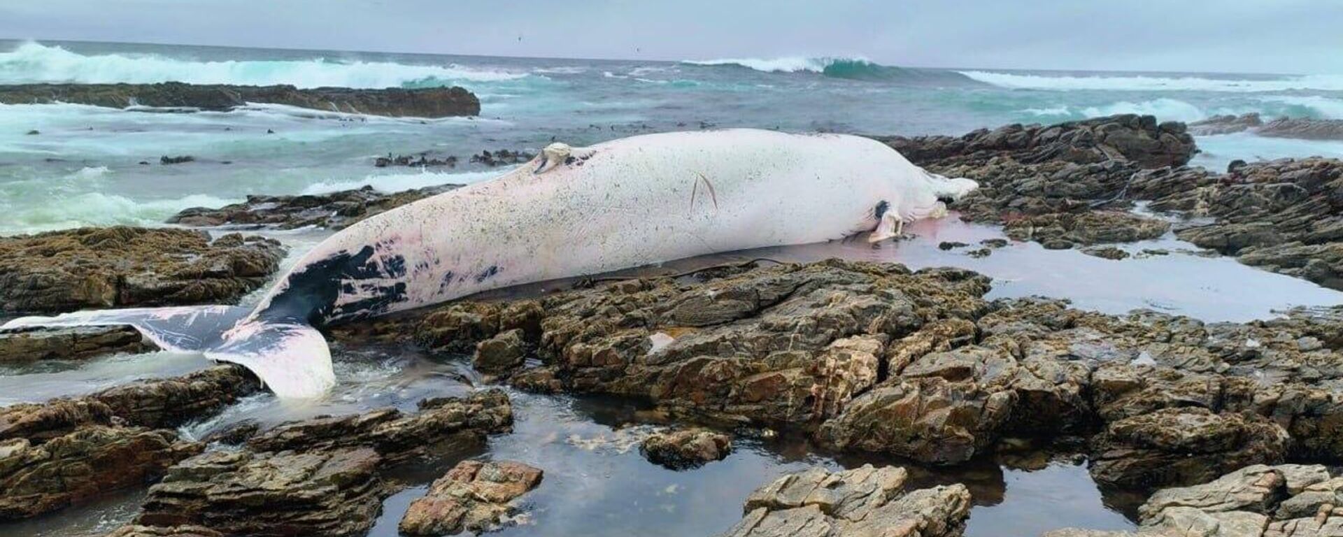A whale carcass washed up in Hermanus, South Africa - Sputnik Africa, 1920, 19.05.2023