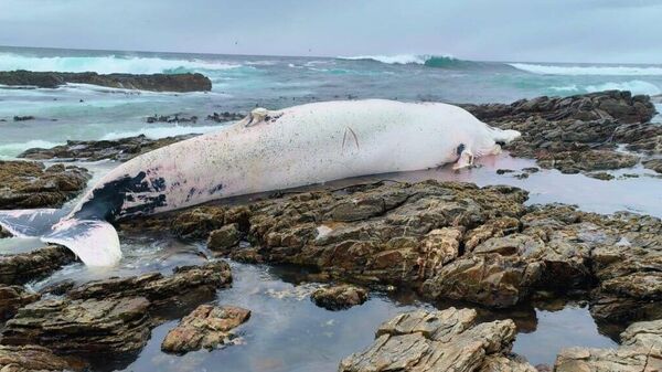 A whale carcass washed up in Hermanus, South Africa - Sputnik Africa