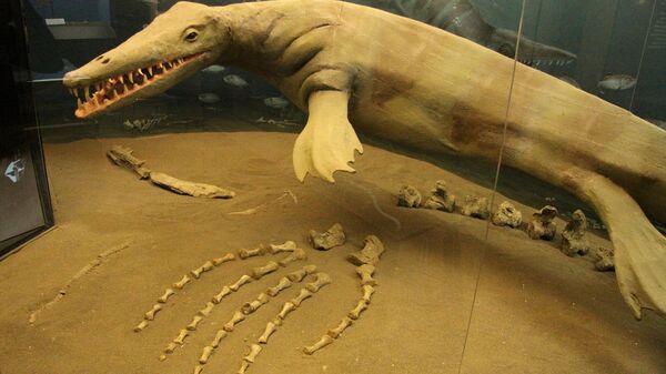 A model of a fleshed-out Mosasaur at the CFDC - Sputnik Africa