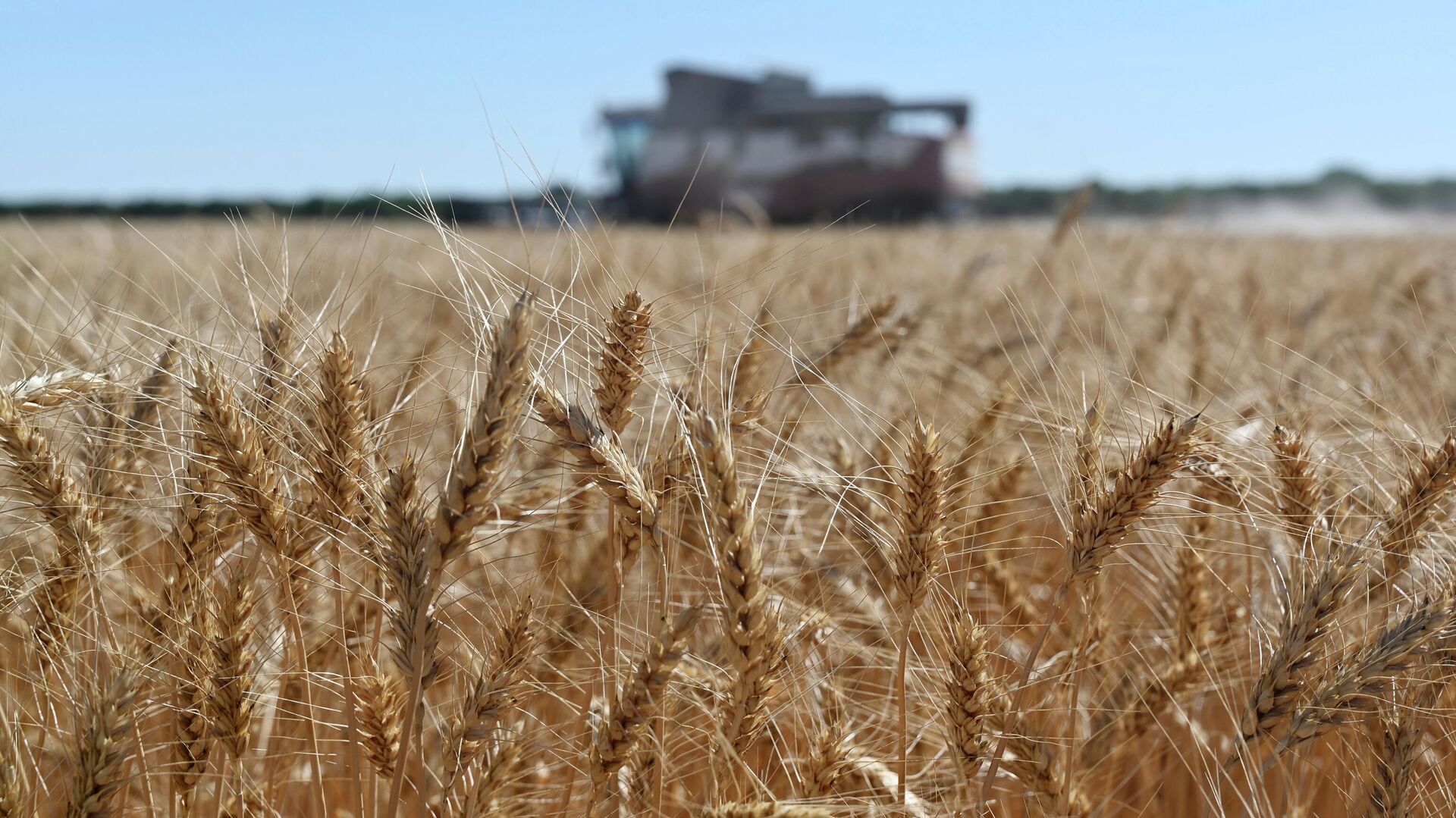 A harvester collects wheat in Semikarakorsky District of Rostov-on-Don region near Semikarakorsk, Southern Russia, Wednesday, July 6, 2022. Russia is the world's biggest exporter of wheat, accounting for almost a fifth of global shipments. Agriculture is among the most important industries in Russia, accounting for around 4% of its GDP, according to the World Bank. (AP Photo) - Sputnik Africa, 1920, 24.05.2023