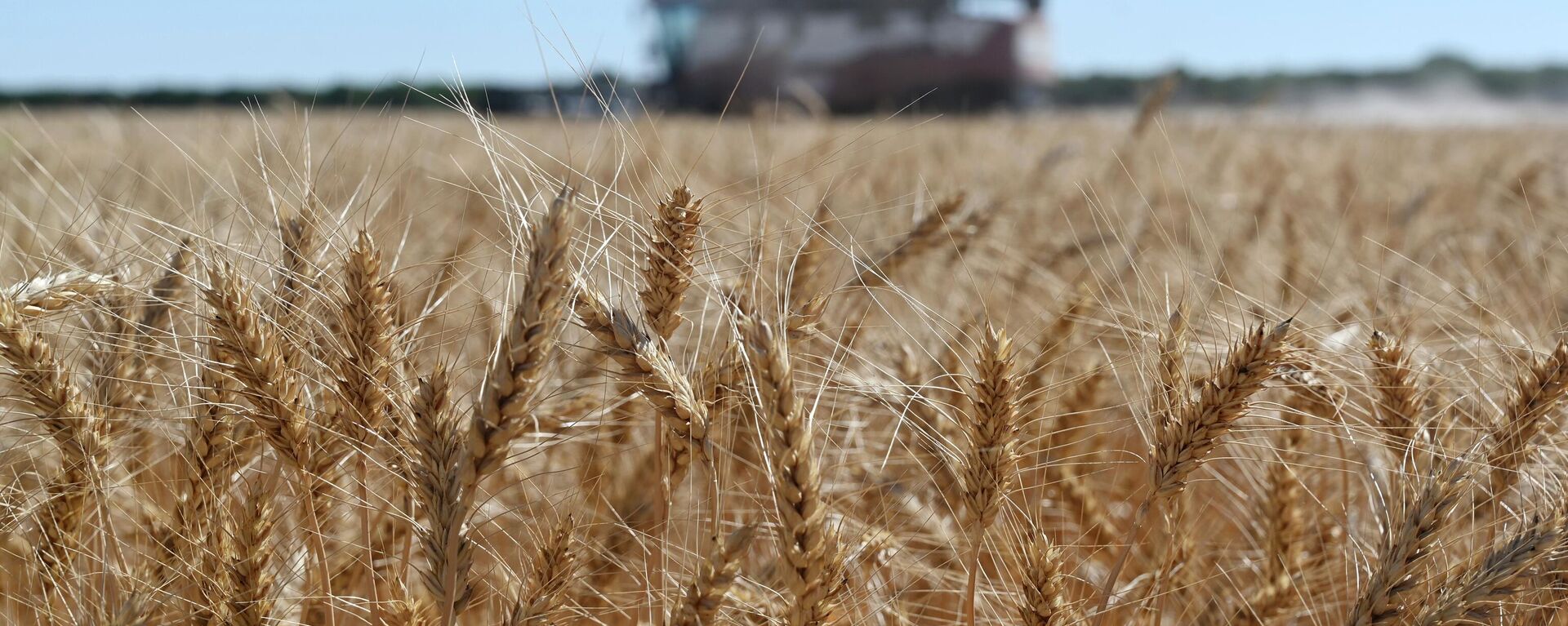 A harvester collects wheat in Semikarakorsky district of Rostov-on-Don region near Semikarakorsk, Southern Russia, Wednesday, July 6, 2022. (AP Photo) - Sputnik Africa, 1920, 17.07.2023