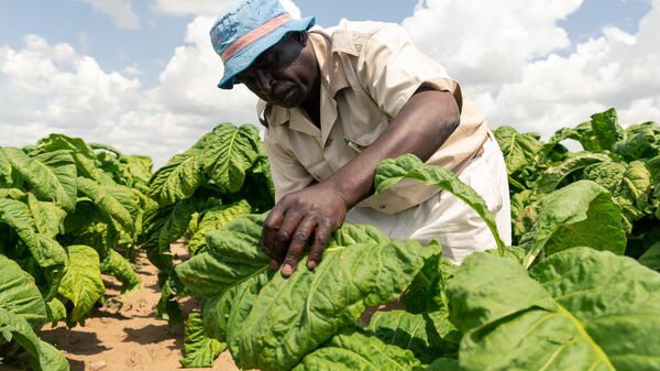 Farm Manager Shaw Mutalepo inspects tobacco leaves for ripeness during a tobacco reaping session at Tilisa farm in Bromley on April 15, 2020, ahead of the start of the tobacco selling season scheduled to begin on April 22, 2020. - Sputnik Africa