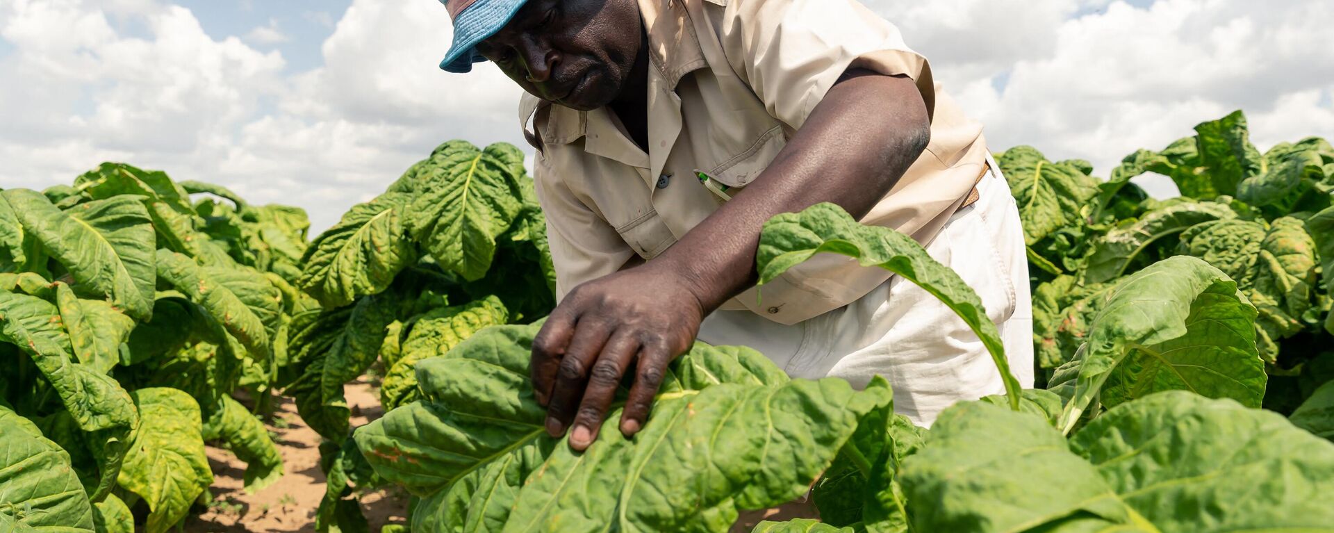 Farm Manager Shaw Mutalepo inspects tobacco leaves for ripeness during a tobacco reaping session at Tilisa farm in Bromley on April 15, 2020, ahead of the start of the tobacco selling season scheduled to begin on April 22, 2020. - Sputnik Africa, 1920, 27.05.2023