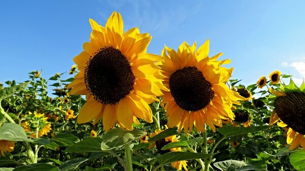  Sunflower - Sputnik Africa