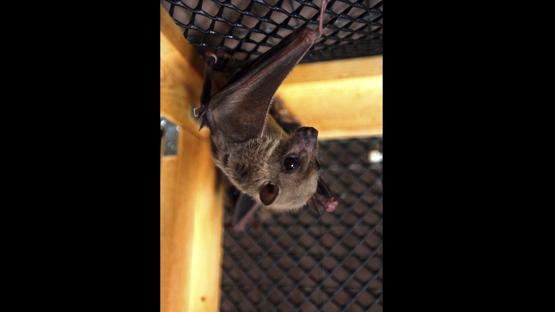 An Egyptian fruit bat hangs upside down in its cage, in Winsted, Conn, July 29, 2003 - Sputnik Africa, 1920, 02.06.2023