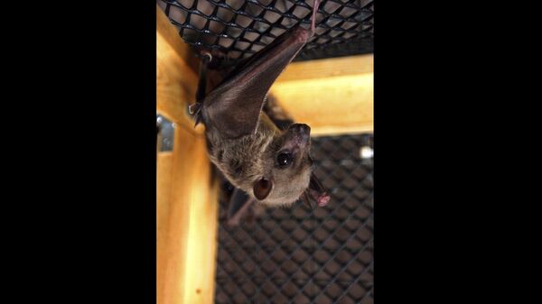 An Egyptian fruit bat hangs upside down in its cage, in Winsted, Conn, July 29, 2003 - Sputnik Africa