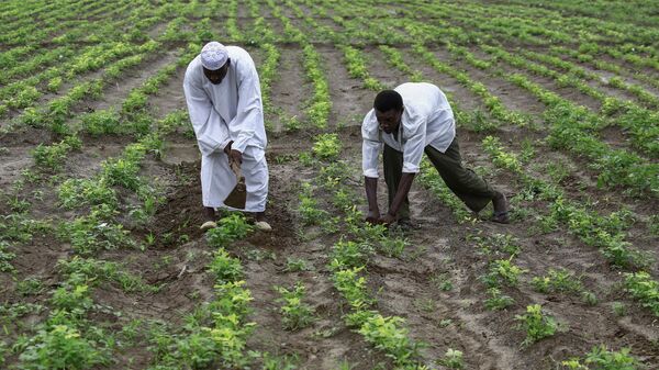 Sudanese peanut farmers work in a field in Ardashiva village in Sudan's east-central al-Jazirah state, 70 km south of the capital, on August 8, 2020. - Sputnik Africa