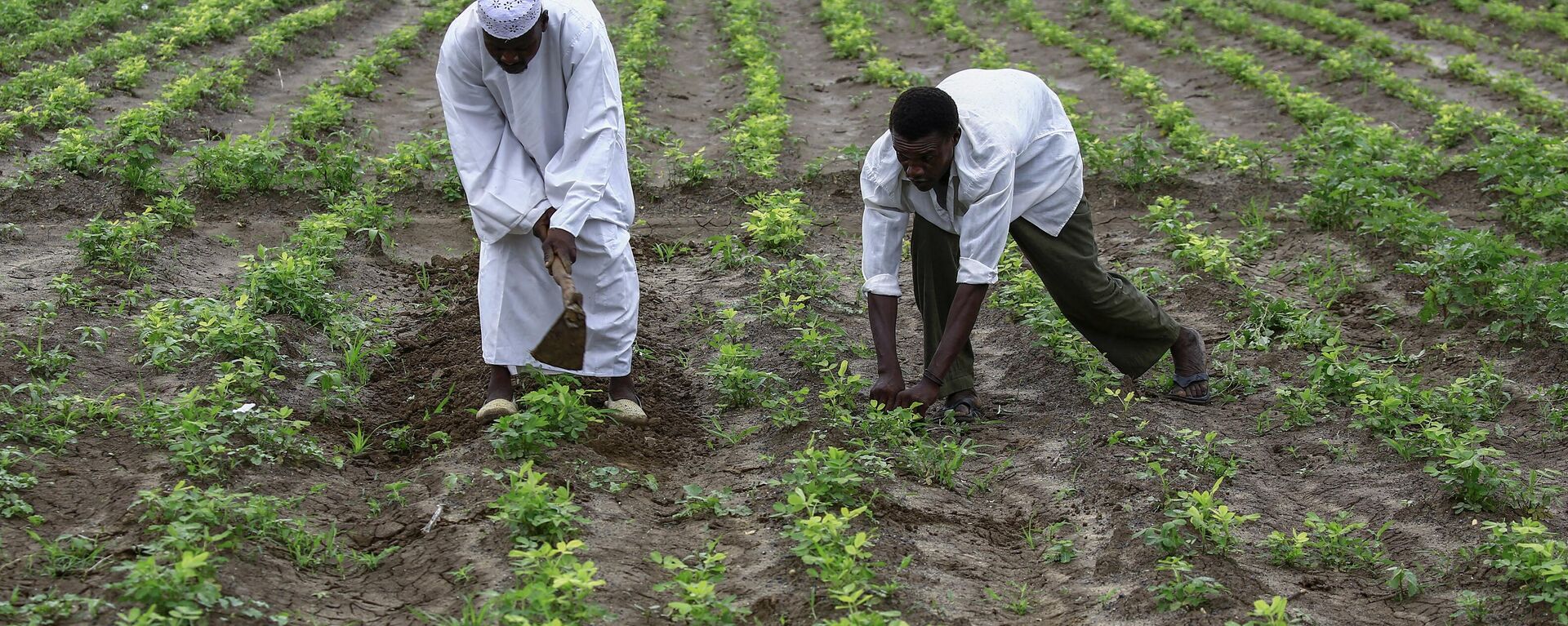 Sudanese peanut farmers work in a field in Ardashiva village in Sudan's east-central al-Jazirah state, 70 km south of the capital, on August 8, 2020. - Sputnik Africa, 1920, 04.06.2023