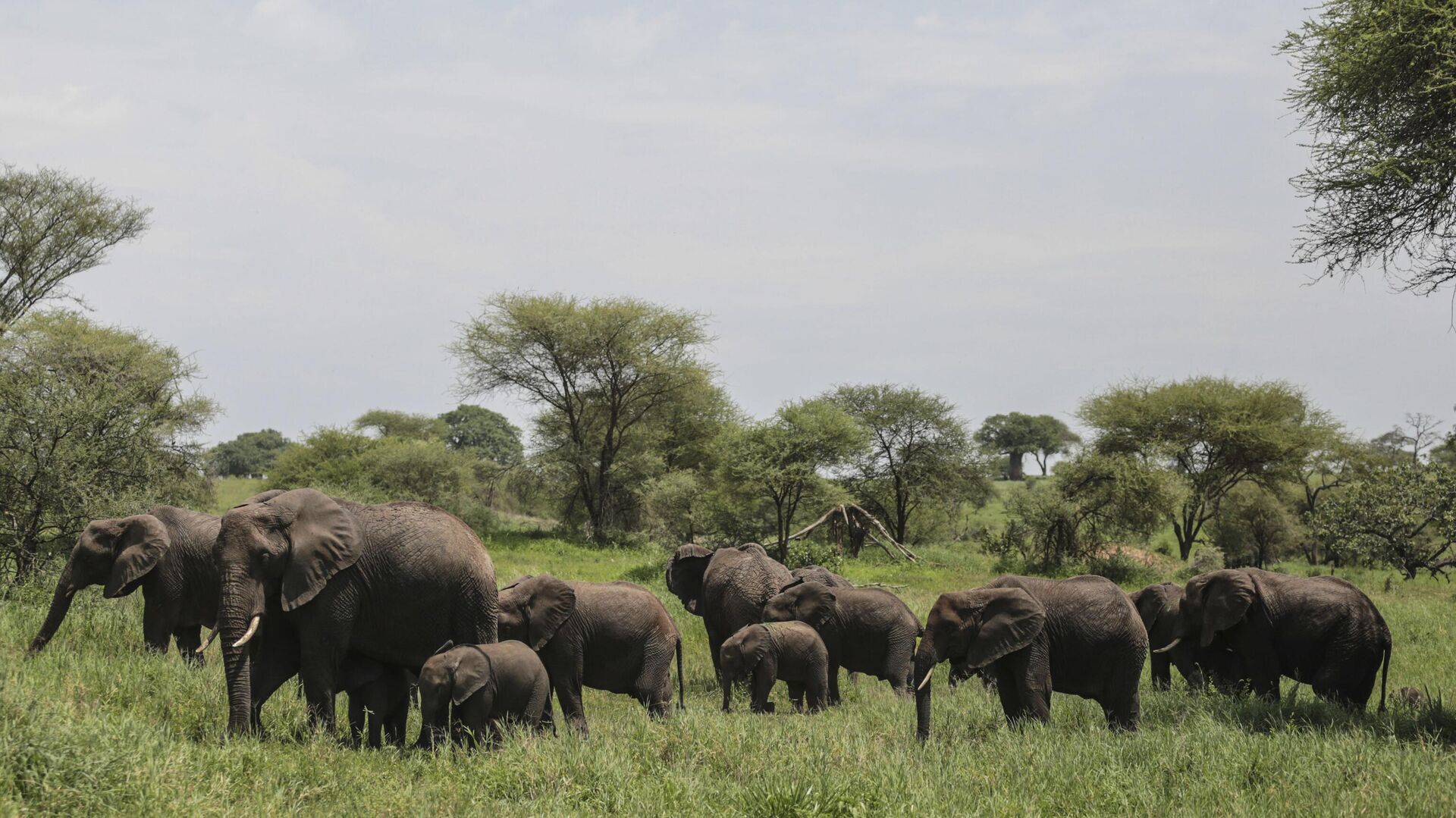 In this photo taken Friday, Jan. 16, 2015, a herd of African elephants gather in Tarangire National Park on the outskirts of Arusha, northern Tanzania - Sputnik Africa, 1920, 04.06.2023