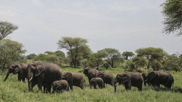In this photo taken Friday, Jan. 16, 2015, a herd of African elephants gather in Tarangire National Park on the outskirts of Arusha, northern Tanzania - Sputnik Africa