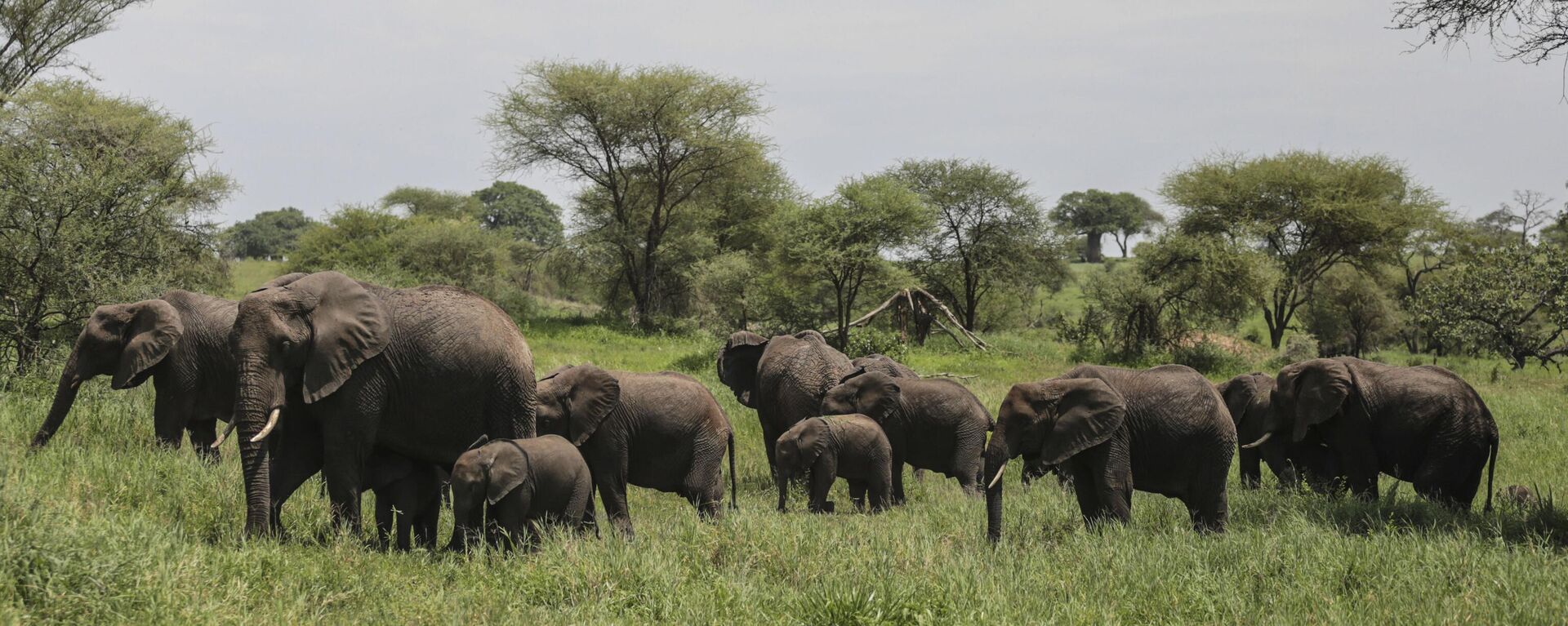 In this photo taken Friday, Jan. 16, 2015, a herd of African elephants gather in Tarangire National Park on the outskirts of Arusha, northern Tanzania - Sputnik Africa, 1920, 04.06.2023