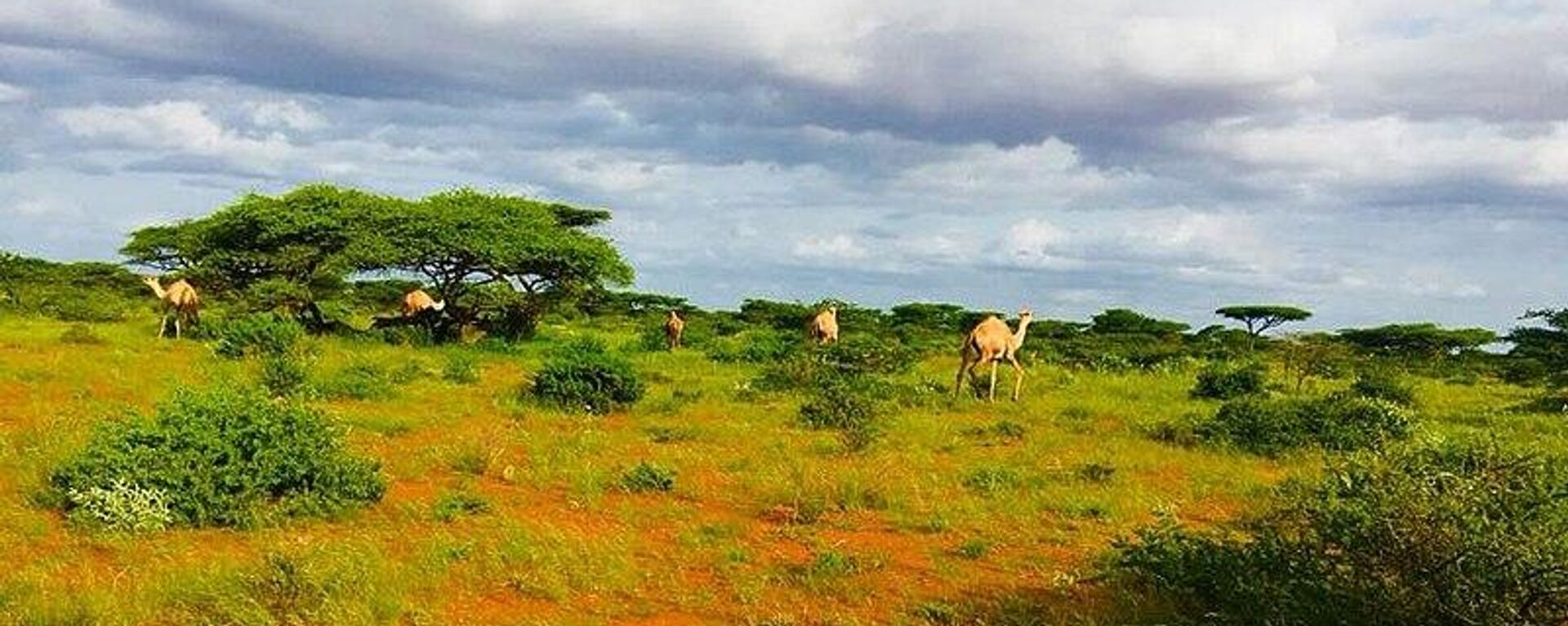 Camels grassing in the outskirts of Guriel - Sputnik Africa, 1920, 06.06.2023