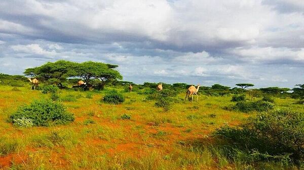 Camels grassing in the outskirts of Guriel - Sputnik Africa