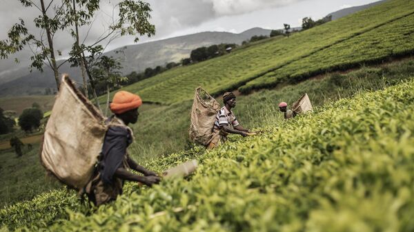 Malawian pluckers work their way through tea plants field at the Makandi Tea Estate factory on  April 18, 2015 in Thyolo, southern Malawi. - Sputnik Africa