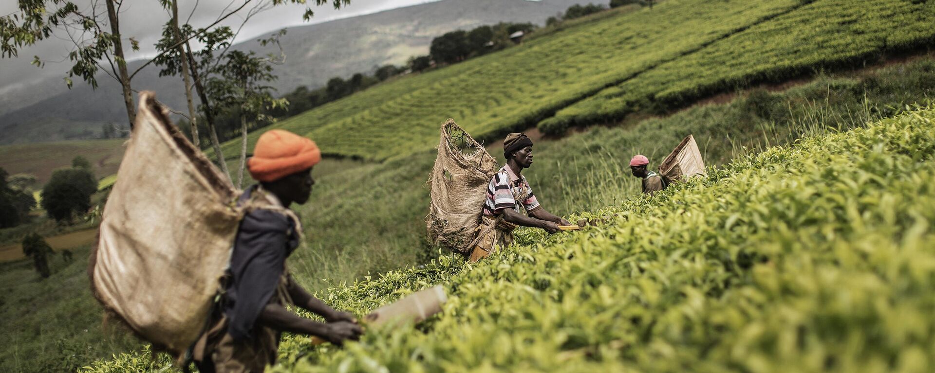 Malawian pluckers work their way through tea plants field at the Makandi Tea Estate factory on  April 18, 2015 in Thyolo, southern Malawi. - Sputnik Africa, 1920, 06.06.2023