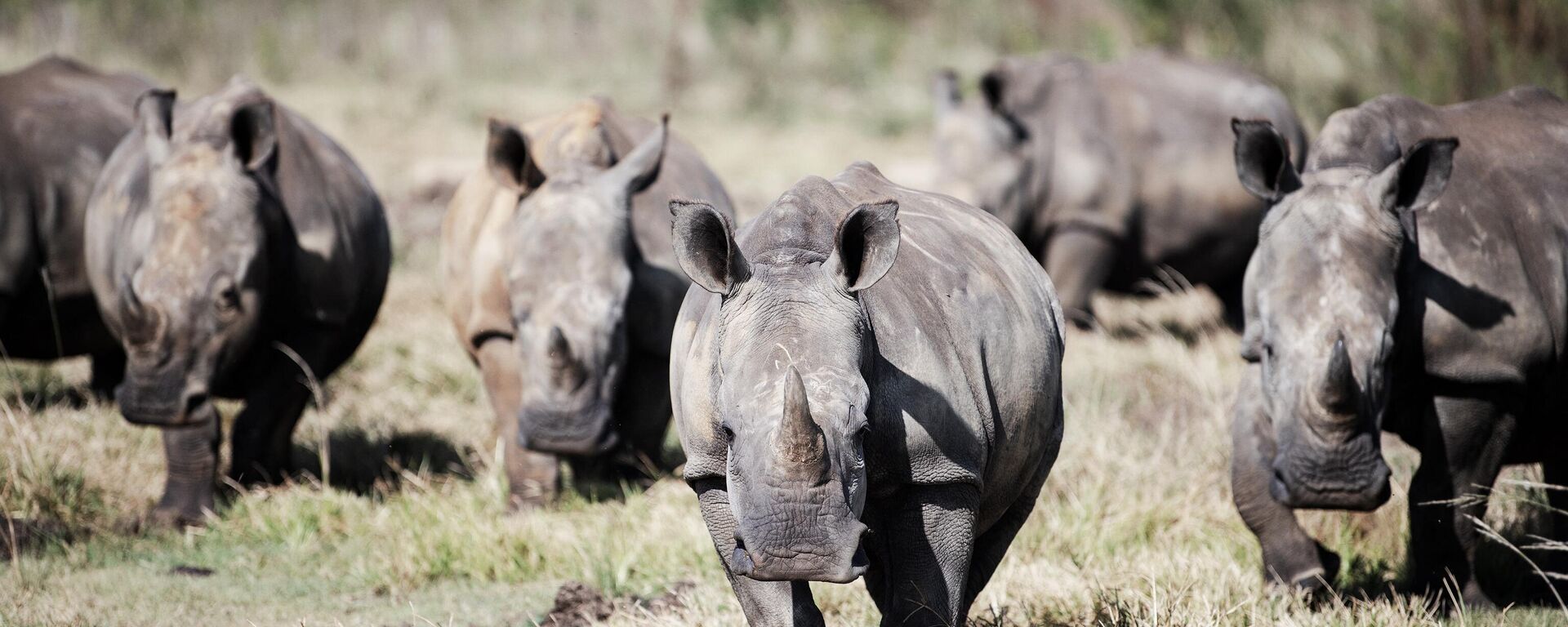 Wild white rhinos are seen at an undisclosed location in the North-West Province of South Africa, on April 2, 2023 - Sputnik Africa, 1920, 12.06.2023