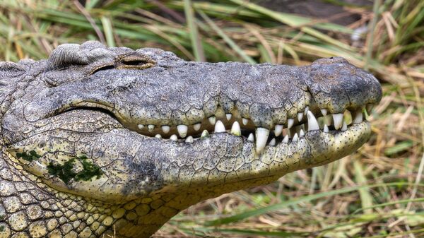 Nile Crocodile, Busch Gardens Tampa Bay - Sputnik Africa