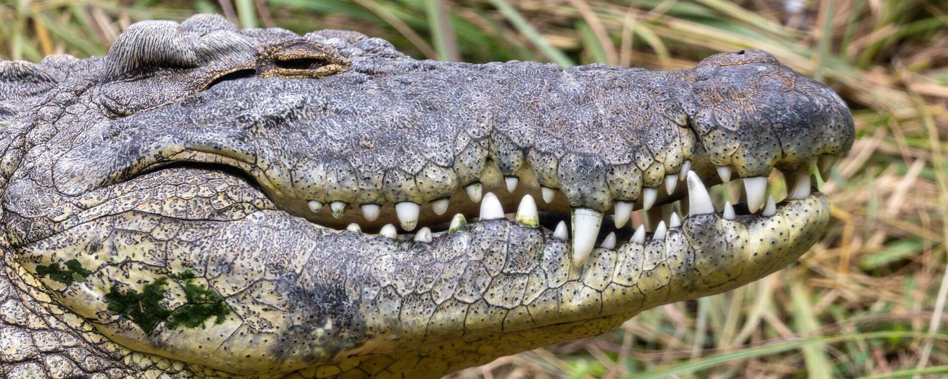 Nile Crocodile, Busch Gardens Tampa Bay - Sputnik Africa, 1920, 15.06.2023
