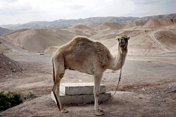 A camel is seen in the Judaean desert near the West Bank village of Nabi Musa, between Jerusalem and Jericho on January 5, 2019. - Sputnik Africa