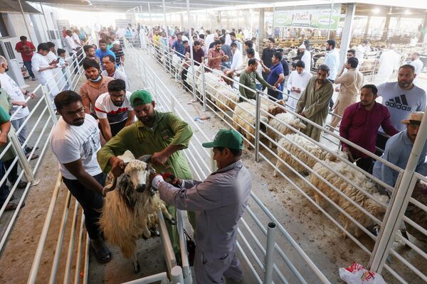 People bring their sheep to be slaughtered for the Muslim feast of Eid al-Adha in Kuwait City. - Sputnik Africa