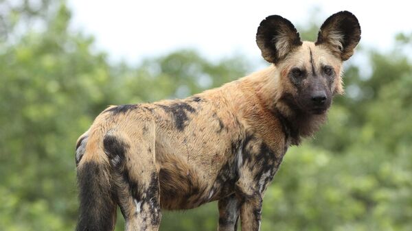 African painted dog, or African wild dog, Lycaon pictus - Sputnik Africa