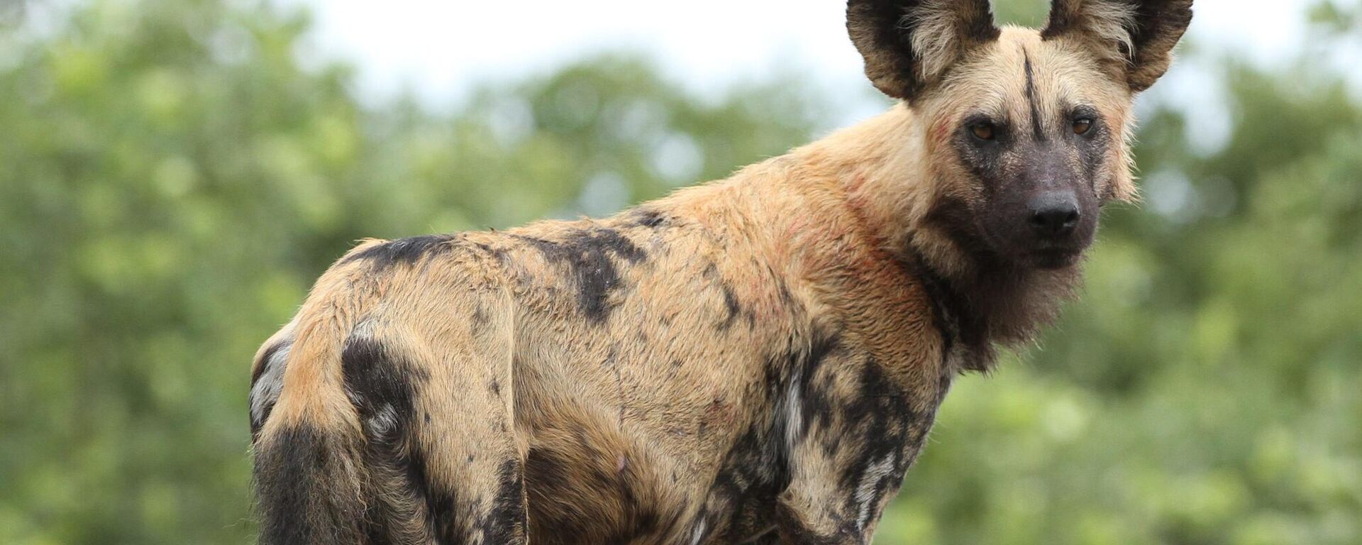 African painted dog, or African wild dog, Lycaon pictus - Sputnik Africa, 1920, 29.06.2023