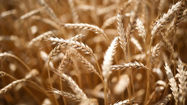 Ce pays africain a augmenté ses achats de blé russe en décembre
